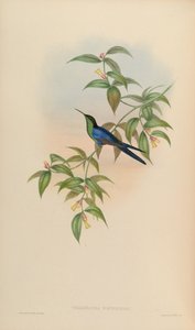 Thalurania watertonii